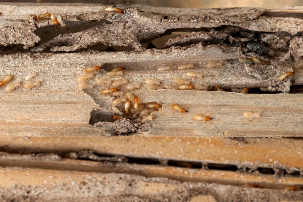 Reliable Machias, WA Pest Control Solutions